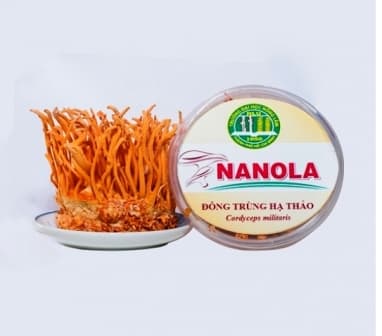 Nấm Đông Trùng Hạ thảo tươi